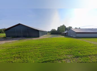 ISLANDGESTÜT MIT 62 HEKTAR IN NORDJÜTLAND ZU KAUFEN