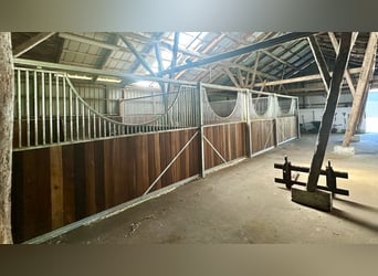 ISLANDGESTÜT MIT 62 HEKTAR IN NORDJÜTLAND ZU KAUFEN