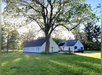 ISLANDGESTÜT MIT 62 HEKTAR IN NORDJÜTLAND ZU KAUFEN