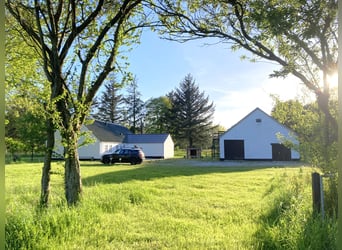 ISLANDGESTÜT MIT 62 HEKTAR IN NORDJÜTLAND ZU KAUFEN