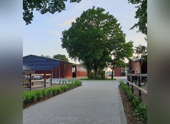 Kompletter Stalltrakt 8 Pferdeboxen zu verpachten 