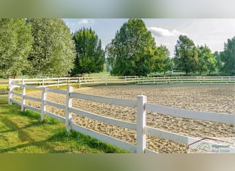 **Luxuriöses Pferdeanwesen in bester Lage** - Schweiz