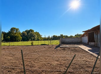 Manejo de caballos en aproximadamente 1,7 hectáreas de tierra propia, cerca de Múnich