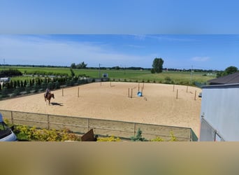 Na sprzedaż nowoczesny ośrodek jeździecki 