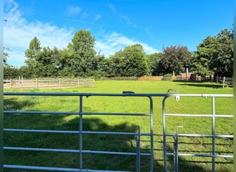 Paradies für Pferdeliebhaber: Reetdachanwesen auf ca. 3,38 ha großen Grundstück mit Nebengebäuden