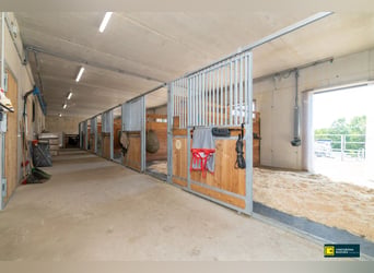 Paraíso ecuestre a las puertas de Viena: nueva instalación de equitación con equipamiento de última