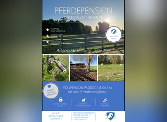 Pensión en paddock abierto // Pensión para caballos // Pensión completa