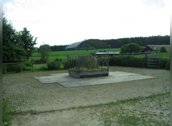 Pequeña cuadra en Altstetten/Erdweg tiene un puesto disponible.