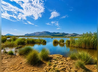 Precioso proyecto ecuestre Junto a OLIVA (MET) junto a parque natural