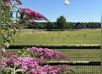 Professionelles Reitsportzentrum/Gestüt NRW