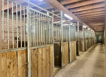 Propiedad ecuestre única en la región de Palatina: 5,8 hectáreas, casa, establo, pista cubierta, pad