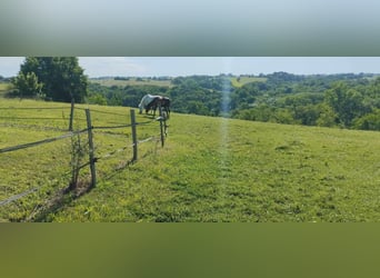 Propriété Equestre 