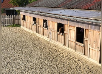 Rancho ecuestre cerca de Hannover / explotación ecuestre autorizada / 10 boxes grandes / casa reside