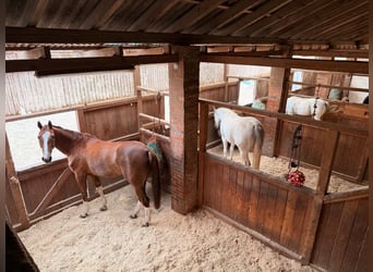 Rancho ecuestre cerca de Hannover / explotación ecuestre autorizada / 10 boxes grandes / casa reside
