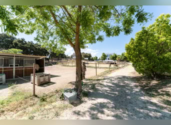Ref2527 Andalusien, Ronda - moderner Reitstall/ Trainingszentrum zu verkaufen!