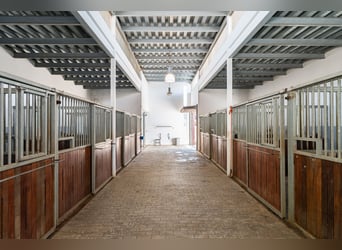Ref2527 Andalusien, Ronda - moderner Reitstall/ Trainingszentrum zu verkaufen!