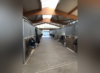 Reinstructora profesional exitosa busca arrendar una instalación ecuestre en la zona del Rin-Neckar 