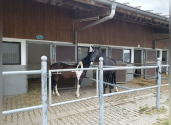 Reitanlage für Sport und Freizeitreiter 