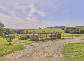 Reitanlage im Rheingau zu verkaufen – Parelli Seminarzentrum in Geisenheim mit Erweiterungspotenzial