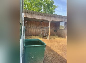 Reitanlage in Osterburken – vielseitige Nutzungsmöglichkeiten auf großzügigem Anwesen