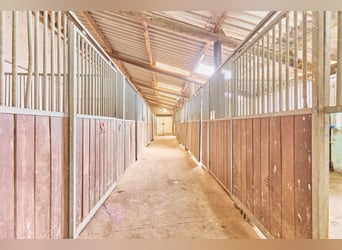 Reitanlage in Westfalen – Reitertraum im Dornröschenschlaf in Bad Laasphe