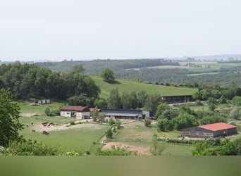 Reitanlage mit 18ha Eigengrund bei Zweibrücken