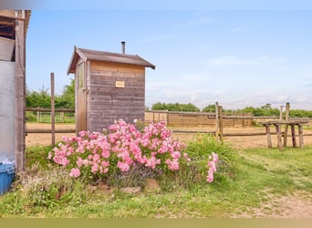 Reitanlage mit Panoramablick in Battenberg (Pfalz) – Einmalige Alleinlage !