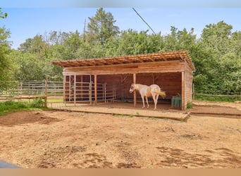 Reitanlage mit Panoramablick in Battenberg (Pfalz) – Einmalige Alleinlage !