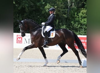 Reittrainer profesional con experiencia busca arrendar una instalación ecuestre