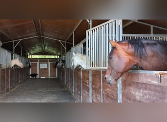 Stables and paddock for rent, and livery service in Tarifa (Cádiz)