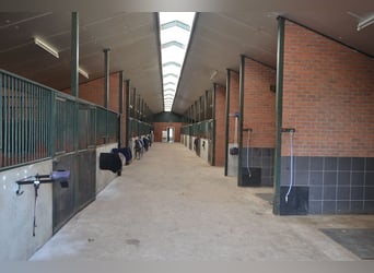 Te huur aangeboden een professionele paarden manege/complex/stallen