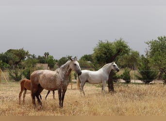 Tradition trifft Moderne – Ein mallorquinisches Landgut im zeitlosen Glanz