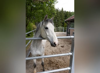 Un sueño de toda la vida para los amantes de los caballos: una finca ecuestre exclusiva en 11 hectár