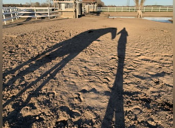 Vacaciones con el caballo 5*