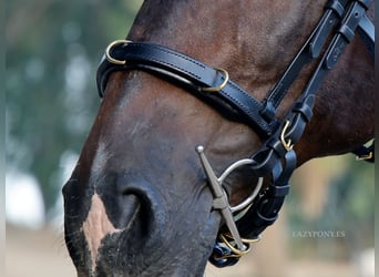 Academic cavesson noseband Lazypony /  Muserola cavesson Académica Lazypony