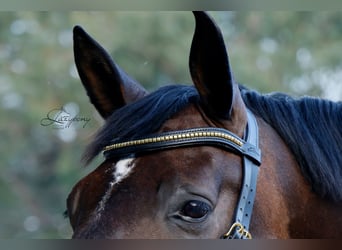Frontalera clincher ondulada Lazypony / Wave clincher browband Lazypony