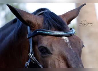 Frontalera Crystal Lazypony Indicolite / Crystal Browband