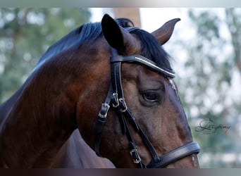Frontalera Crystal Lazypony White Opal / Crystal Browband Lazypony White Opal