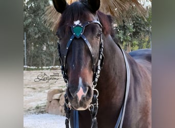 Frontalera de cuero hecha a mano Shield Lazypony en forma de X, X browband for horse, cross browband