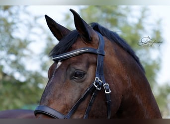 Frontalera de perlas blancas de cuero Lazypony / White pearl leather browband Lazypony