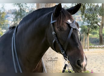 X-frontalera de cuero Celtic Lazypony, x browband, cross browband for horse