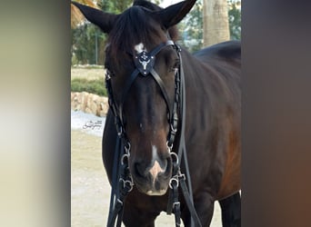 X frontalera de cuero Gothic Lazypony, X browband Gothic, medieval horse browband, cross browband