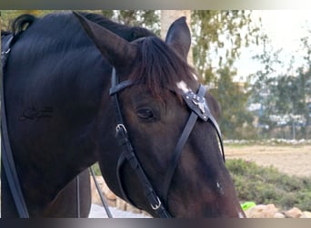 X frontalera de cuero Gothic Lazypony, X browband Gothic, medieval horse browband, cross browband