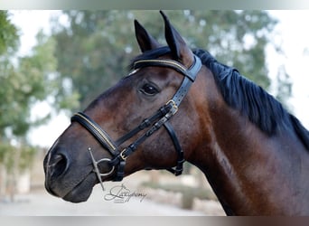 Cabezada anatómica clincher Lazypony / Anatomical clincher bridle Lazypony