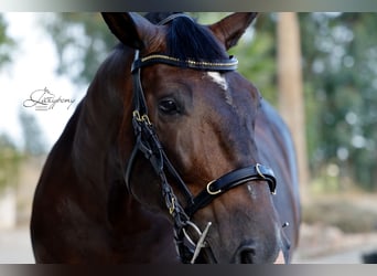 Cabezada cavesson académica Lazypony/ Academic cavesson horse bridle