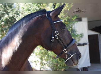 Cabezada Clásica de cuero Lazypony/Classic leather horse bridle Lazypony