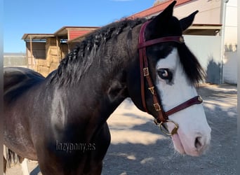 Portuguese iberian bridle Lazypony, cabezada barrocca, cabezada de cuero, Cabezada ibérica portugues