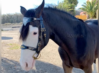 Celtic horse bridle Lazypony, cabezada barroca, cabezada de cuero, Cabezada de cuero celta Lazypony