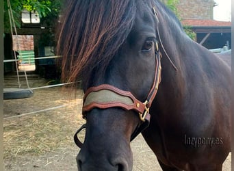 Muserola reemplazable Lazypony, replaceable noseband Lazypony for halters. 