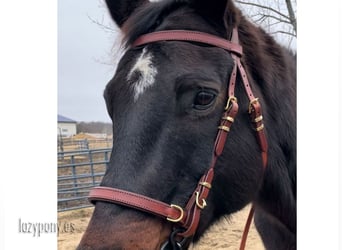 Cabezada artesanal Working Equitation Lazypony, handcrafted bridle Working Equitation Lazypony